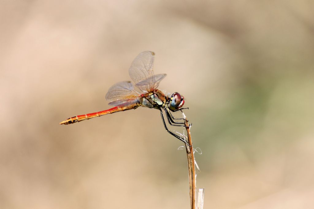Sympetrum fonscolombii